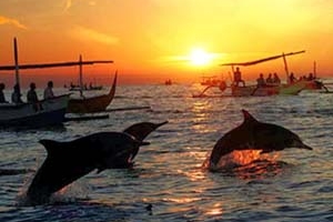 Dolphin Tour